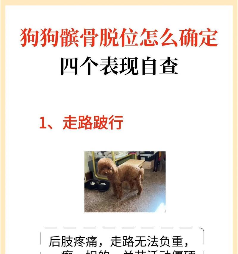 狗狗瘫痪出现问题,如何治疗(如何恢复宠物健康) 狗狗瘫痪出现问题,如何治疗(如何恢复宠物健康)