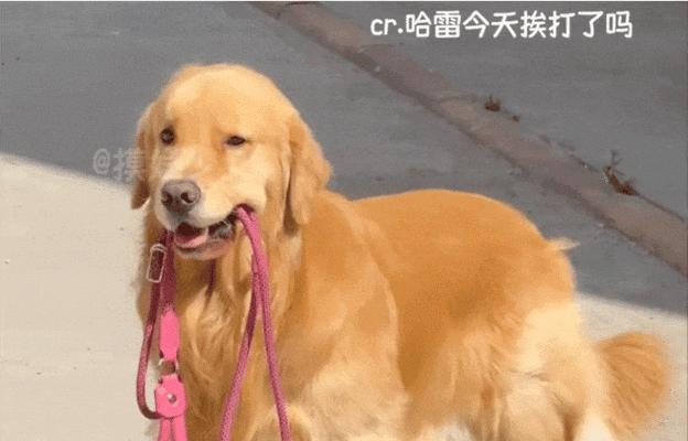 狗狗上嘴唇用药膏必读指南（选择正确药膏）
