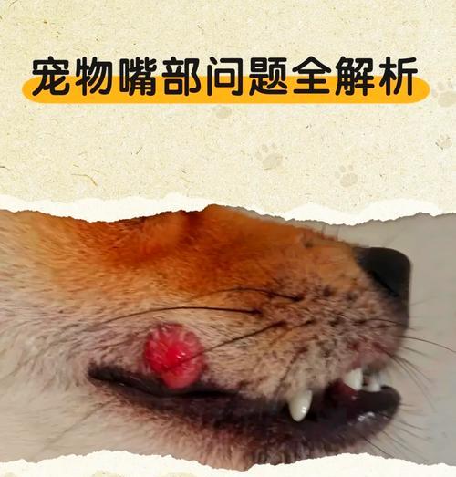 狗狗上嘴唇用药膏必读指南(选择正确药膏) 狗狗上嘴唇用药膏必读指南(选择正确药膏)