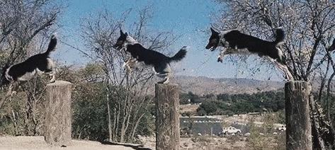 萌宠训练之狗狗科目大全（培养你的狗狗成为最可爱的小能手）
