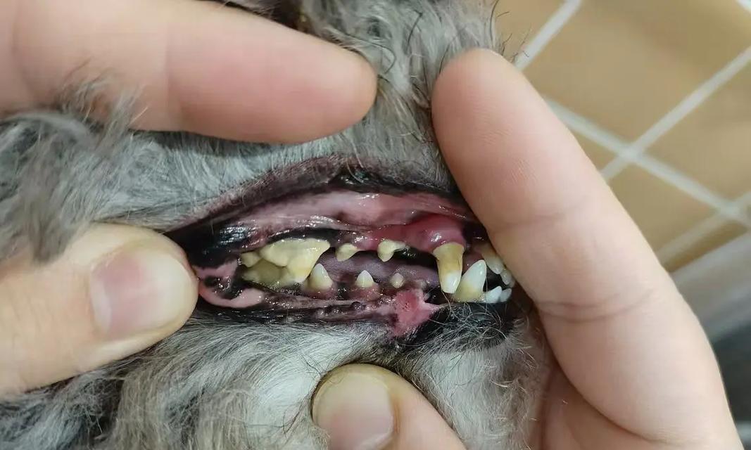如何保持宠物狗牙齿健康（以自家养的狗狗牙齿刮为主）
