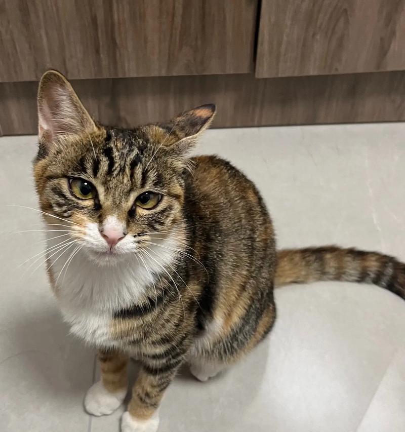 猫咪食欲不振嘴里腥臭，怎么办（宠物猫出现口臭症状及其治疗方法）