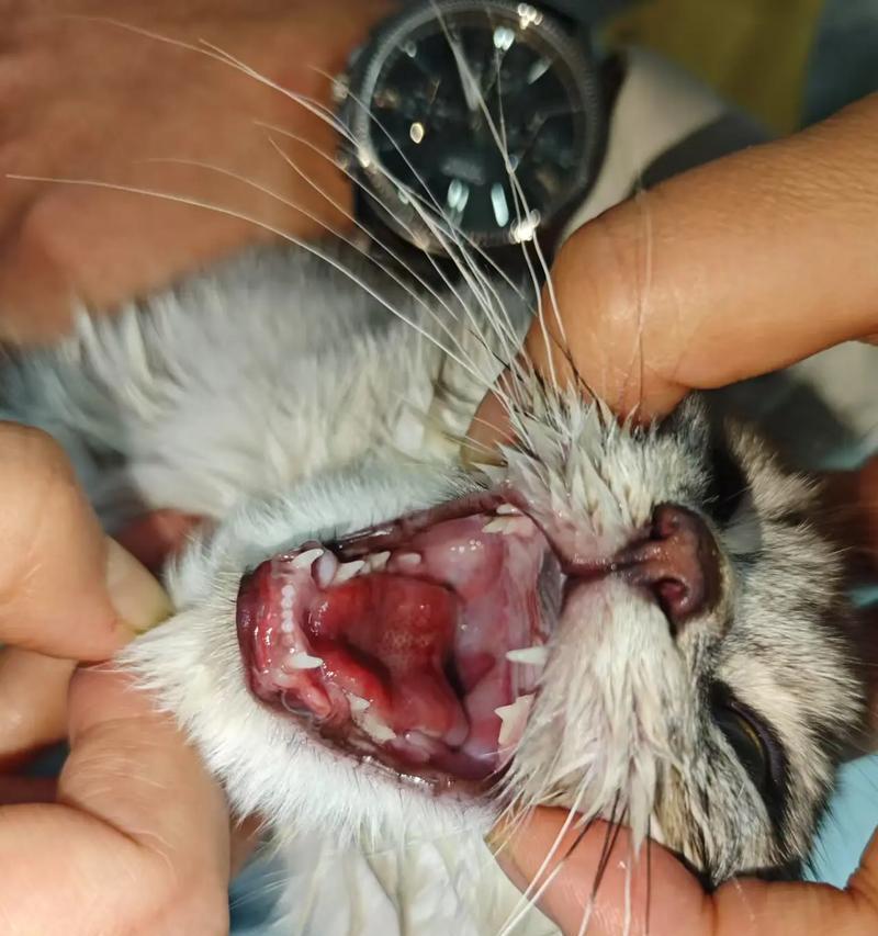 猫咪食欲不振嘴里腥臭,怎么办(宠物猫出现口臭症状及其治疗方法) 猫咪食欲不振嘴里腥臭,怎么办(宠物猫出现口臭症状及其治疗方法)
