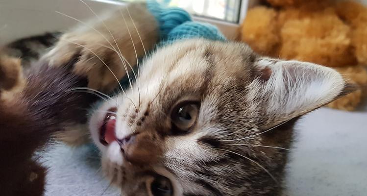 猫咪食欲不振嘴里腥臭,怎么办(宠物猫出现口臭症状及其治疗方法) 猫咪食欲不振嘴里腥臭,怎么办(宠物猫出现口臭症状及其治疗方法)