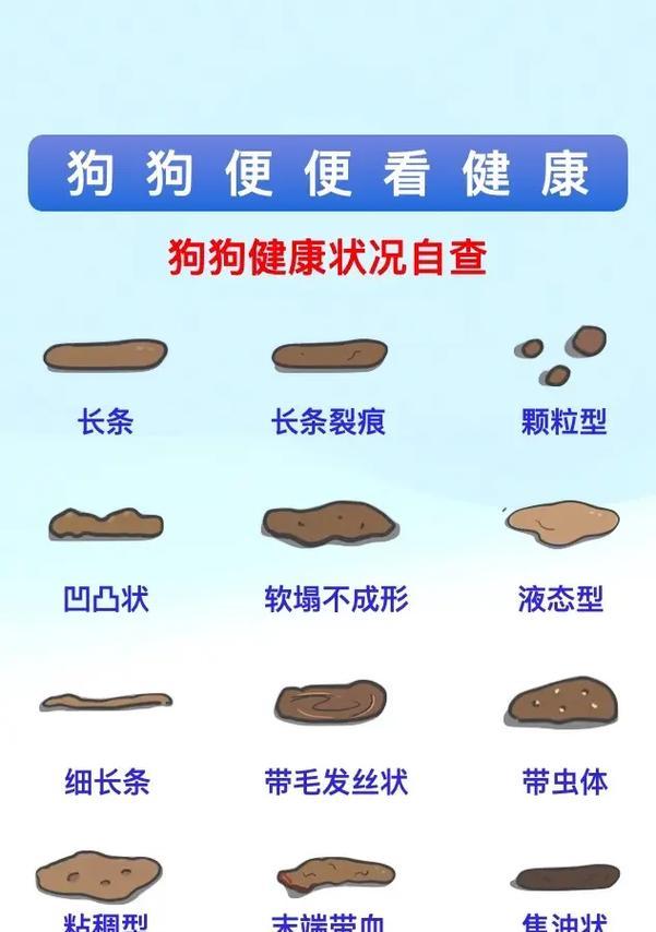 如何训练宠物狗少拉屎(小狗拉屎问题解决方案) 如何训练宠物狗少拉屎(小狗拉屎问题解决方案)
