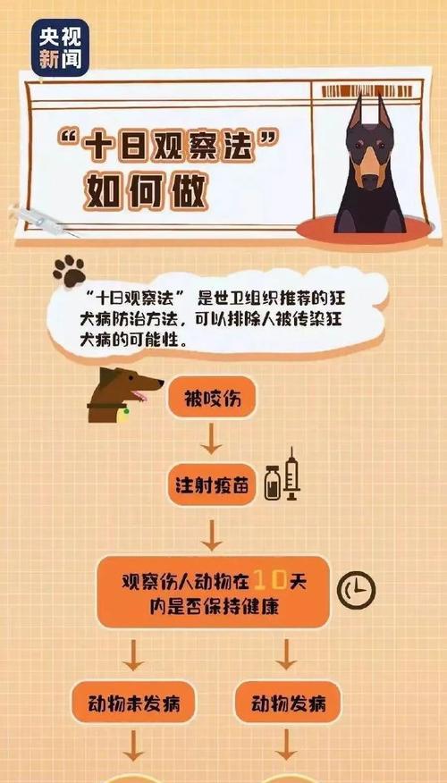 宠物保护法律的重要性（以宠物为主）