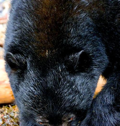 黑熊犬(以宠物为主) 黑熊犬(以宠物为主)