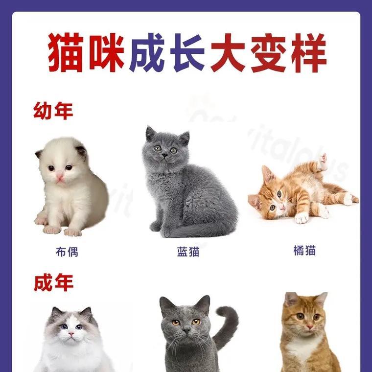 小猫成长日记（探寻小猫各个年龄阶段的特点与变化）