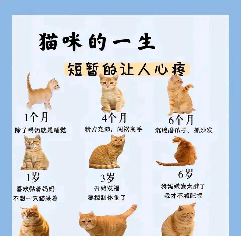 小猫成长日记（探寻小猫各个年龄阶段的特点与变化）
