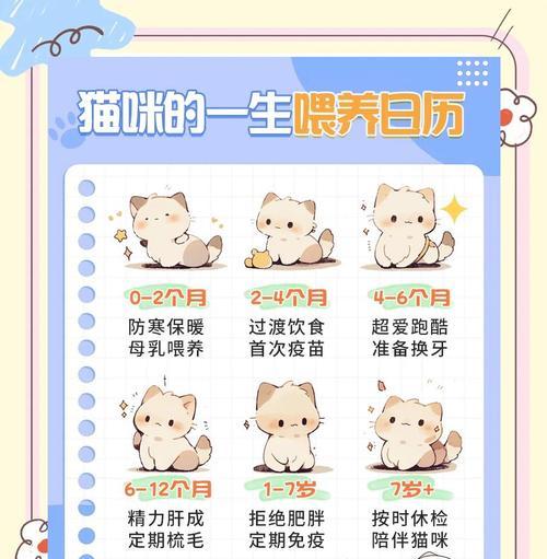 小猫成长日记（探寻小猫各个年龄阶段的特点与变化）