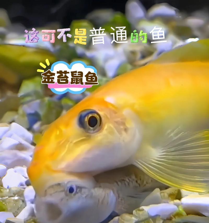 从鼠鱼到成鱼（以宠物为主）
