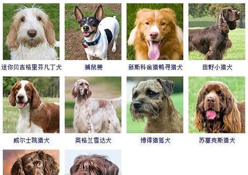 宠物狗的种类及特点（探索宠物狗的世界）