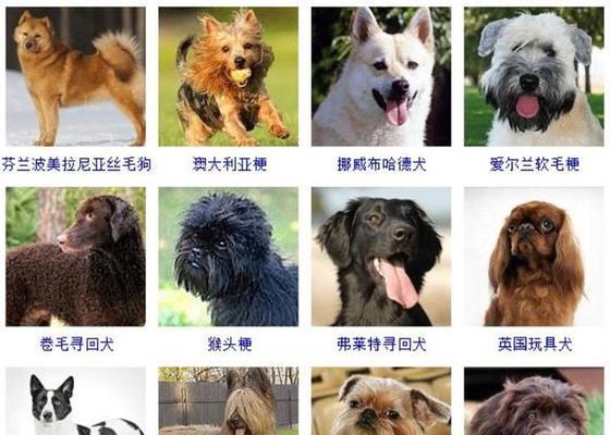 宠物狗的种类及特点(探索宠物狗的世界) 宠物狗的种类及特点(探索宠物狗的世界)