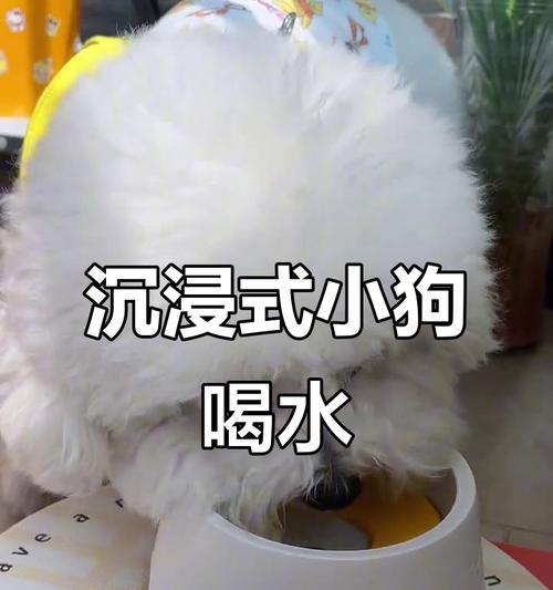 宠物狗不停喝水,应该注意什么(常见狗狗喝水的原因及预防措施) 宠物狗不停喝水,应该注意什么(常见狗狗喝水的原因及预防措施)