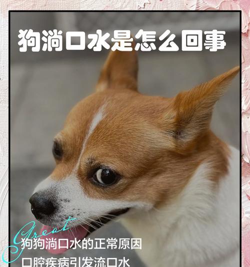 宠物狗不停喝水,应该注意什么(常见狗狗喝水的原因及预防措施) 宠物狗不停喝水,应该注意什么(常见狗狗喝水的原因及预防措施)