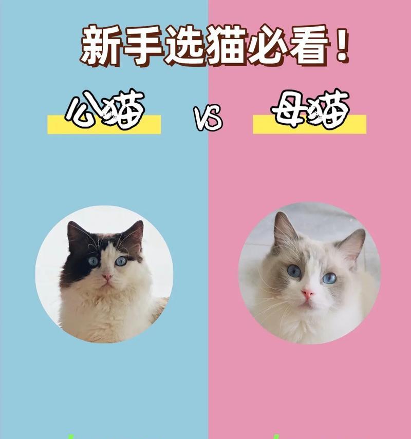 小猫公母检查方法（如何确定小猫性别）
