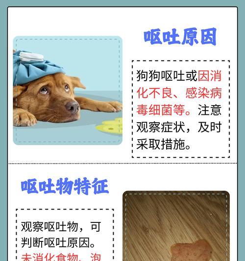 如何应对狗狗发烧不吃不喝的情况(狗狗感冒了怎么办) 如何应对狗狗发烧不吃不喝的情况(狗狗感冒了怎么办)
