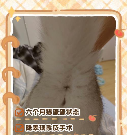 猫咪蛋蛋割掉,宠物主人必知的真相(揭开猫咪蛋蛋割掉的真相) 猫咪蛋蛋割掉,宠物主人必知的真相(揭开猫咪蛋蛋割掉的真相)