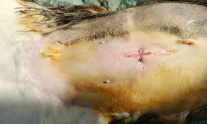 猫咪蛋蛋割掉,宠物主人必知的真相(揭开猫咪蛋蛋割掉的真相) 猫咪蛋蛋割掉,宠物主人必知的真相(揭开猫咪蛋蛋割掉的真相)