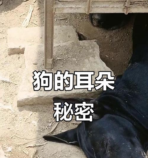 狗狗为什么会耷拉耳朵(探究狗狗耳朵的结构与功能) 狗狗为什么会耷拉耳朵(探究狗狗耳朵的结构与功能)
