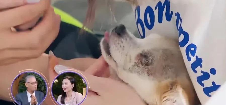 宠物狗咬伤怎么办（处理方法和预防措施）