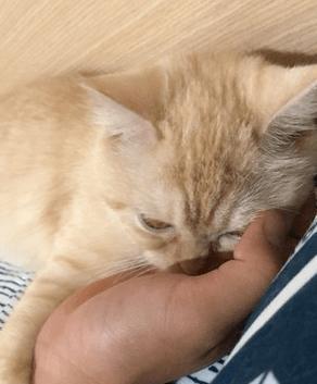 宠物猫便便处理全攻略(如何正确处理猫便便) 宠物猫便便处理全攻略(如何正确处理猫便便)