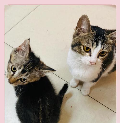 宠物猫便便处理全攻略(如何正确处理猫便便) 宠物猫便便处理全攻略(如何正确处理猫便便)