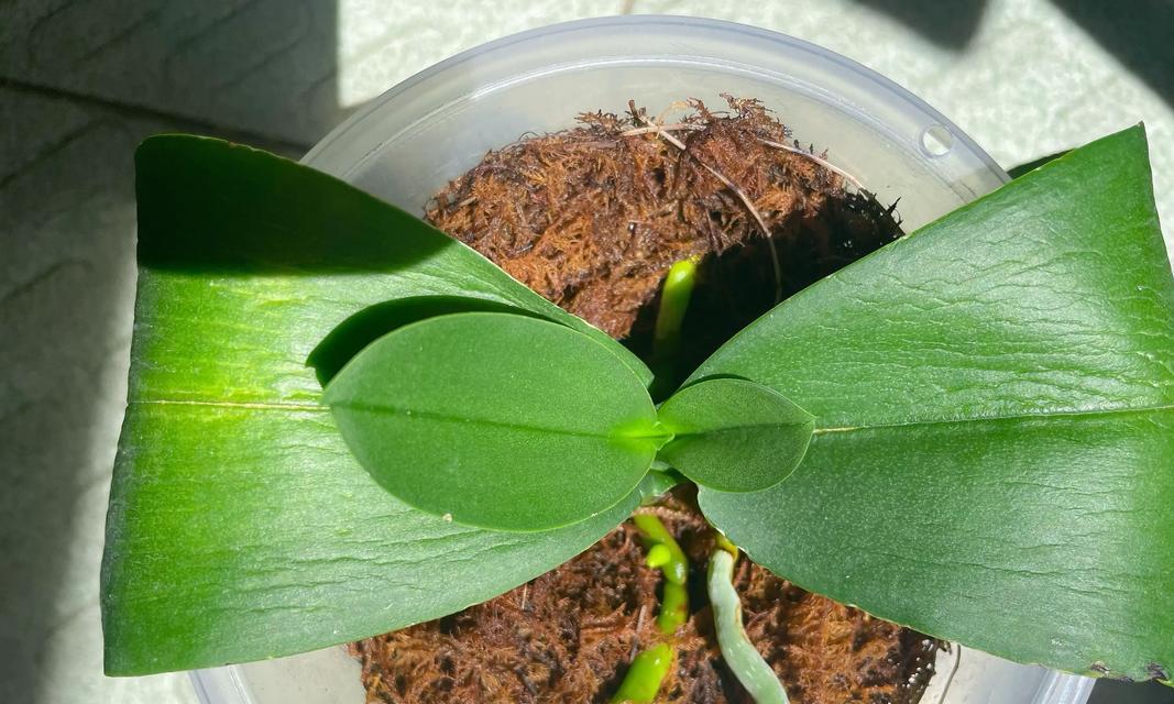 蝴蝶兰的养护指南（打造精致宠物花园）