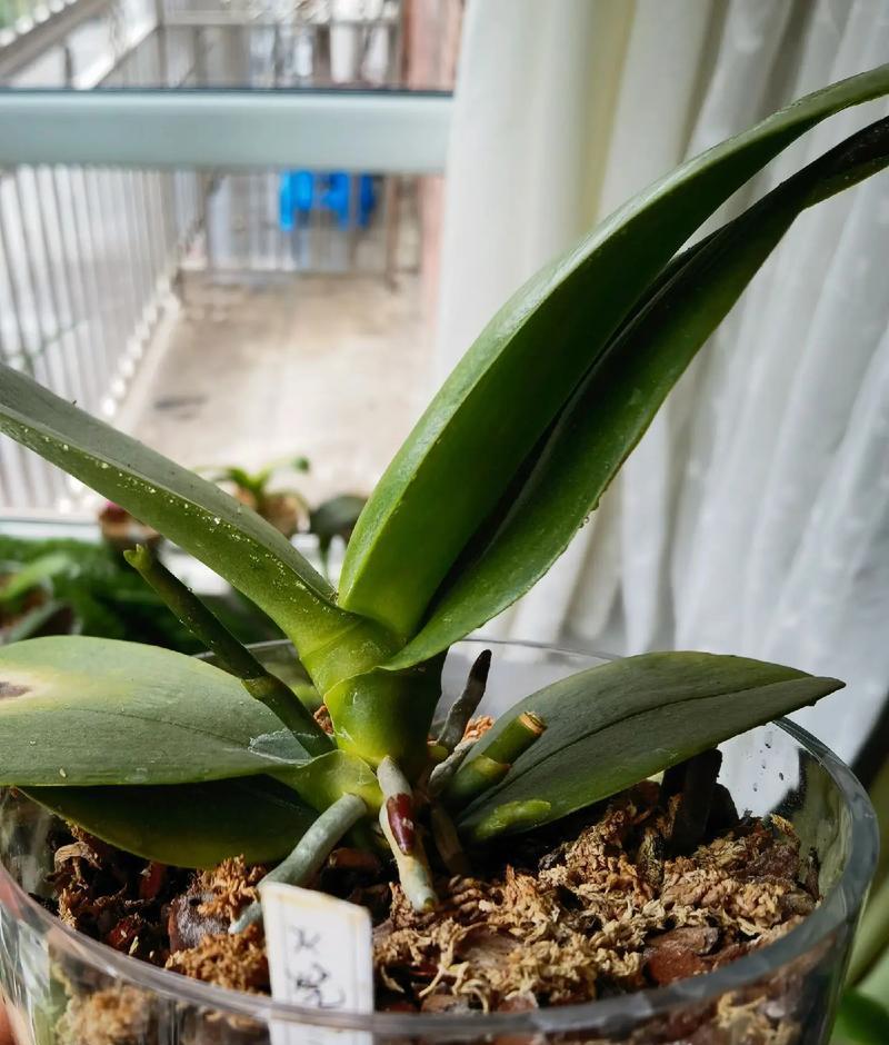 蝴蝶兰的养护指南(打造精致宠物花园) 蝴蝶兰的养护指南(打造精致宠物花园)
