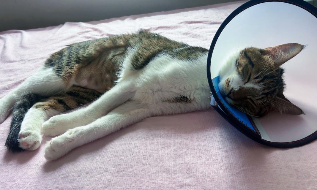 宠物感冒了怎么办(以小猫吹空调感冒为例) 宠物感冒了怎么办(以小猫吹空调感冒为例)