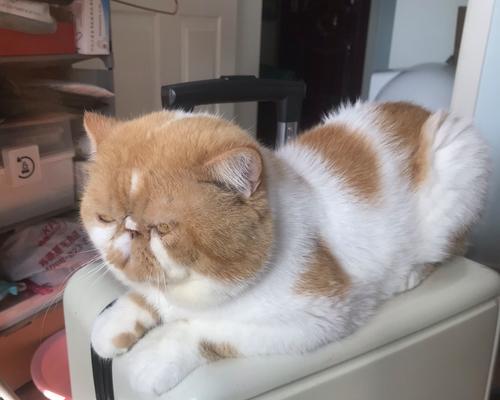 宠物感冒了怎么办(以小猫吹空调感冒为例) 宠物感冒了怎么办(以小猫吹空调感冒为例)