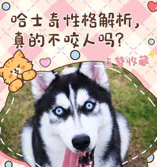 哈士奇和狼能和平相处吗(探讨哈士奇和狼的相似和不同之处) 哈士奇和狼能和平相处吗(探讨哈士奇和狼的相似和不同之处)