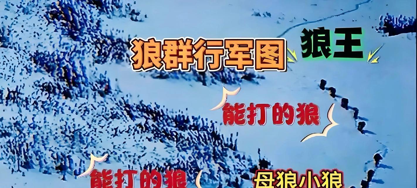 哈士奇和狼能和平相处吗(探讨哈士奇和狼的相似和不同之处) 哈士奇和狼能和平相处吗(探讨哈士奇和狼的相似和不同之处)