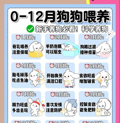 哈士奇不吃狗粮怎么办（宠物饮食问题的全面分析和应对措施）