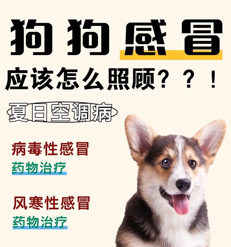 全面了解狗狗的日常护理(宠物主人必知的15个护理要点) 全面了解狗狗的日常护理(宠物主人必知的15个护理要点)
