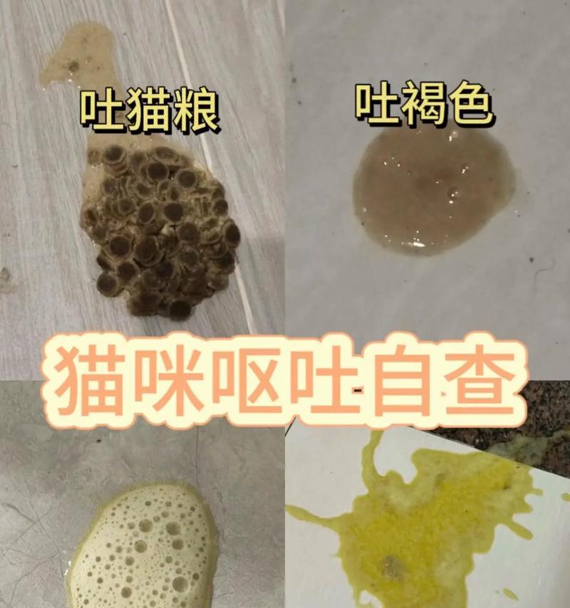 宠物猫的便便少，有哪些原因（猫咪便便量少的特点及原因解析）