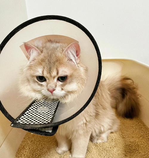 宠物猫的便便少，有哪些原因（猫咪便便量少的特点及原因解析）