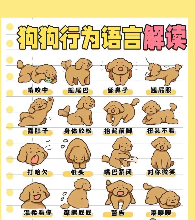 如何有效训练你的宠物狗(掌握基本技巧) 如何有效训练你的宠物狗(掌握基本技巧)