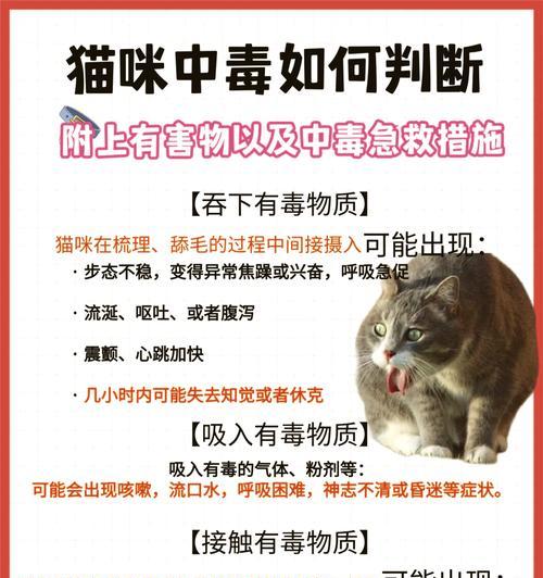 好奇害死猫——引发人类反思与关注的事件(宠物的健康与安全) 好奇害死猫——引发人类反思与关注的事件(宠物的健康与安全)