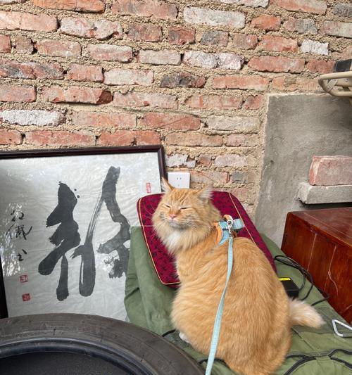 好奇害死猫——引发人类反思与关注的事件(宠物的健康与安全) 好奇害死猫——引发人类反思与关注的事件(宠物的健康与安全)