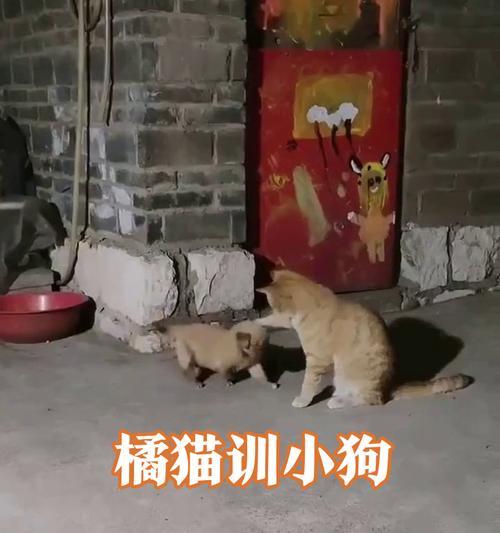 小猫咪如何训练（从太调皮到乖巧的秘诀）