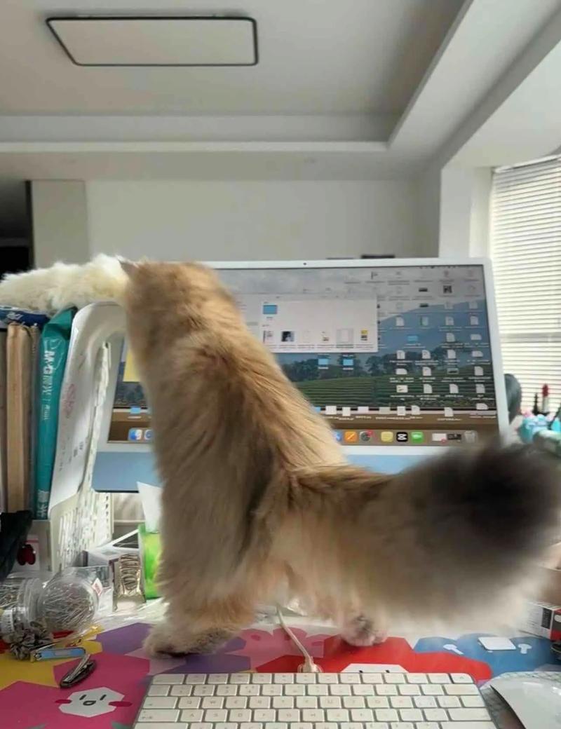 小猫咪如何训练(从太调皮到乖巧的秘诀) 小猫咪如何训练(从太调皮到乖巧的秘诀)