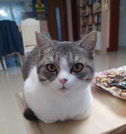 小猫咪如何训练(从太调皮到乖巧的秘诀) 小猫咪如何训练(从太调皮到乖巧的秘诀)