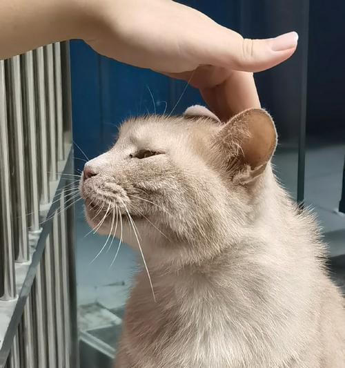 猫咪体温高心跳快，要注意了（宠物猫咪的健康指南）