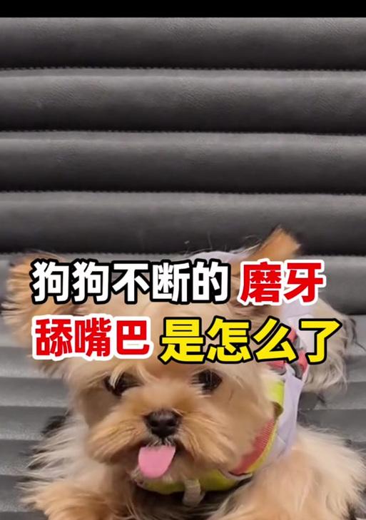 小狗为何总喜欢舔自己（探究小狗舔自己的原因及注意事项）