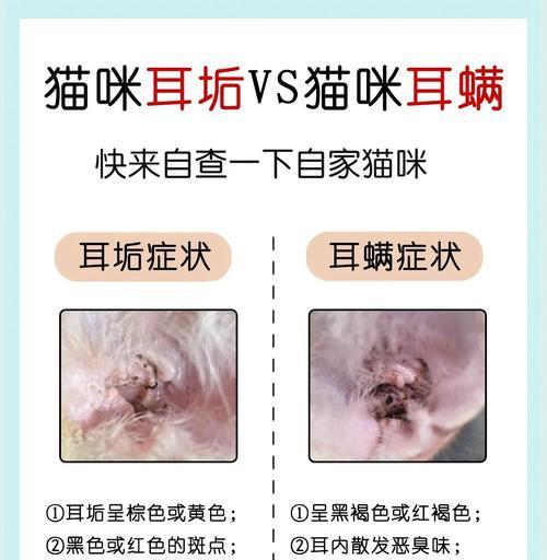 如何有效地给宠物猫除耳螨（宠物猫耳螨症状、预防和治疗）