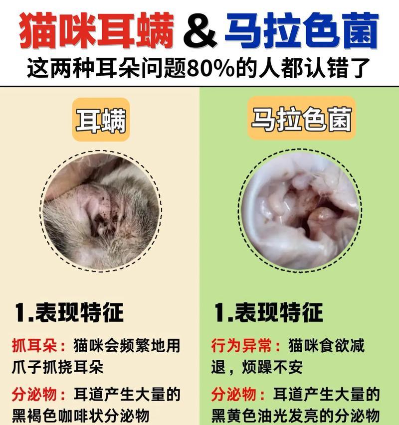 如何有效地给宠物猫除耳螨（宠物猫耳螨症状、预防和治疗）