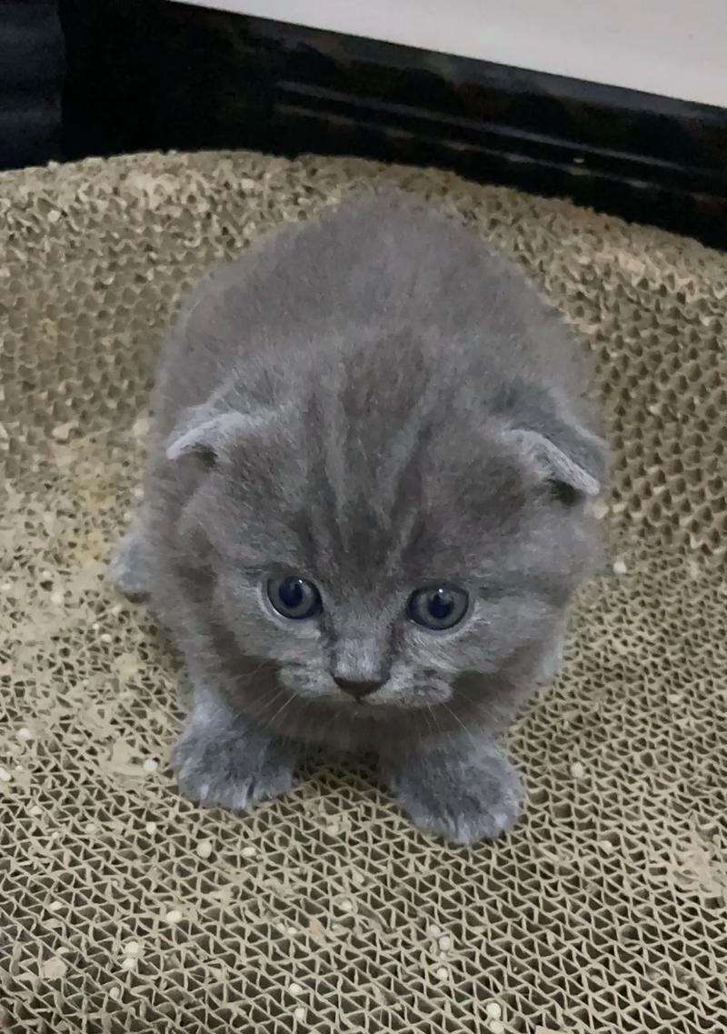 没满月的小猫咪成为你的新宠物（成为宠物爱好者的最佳选择）