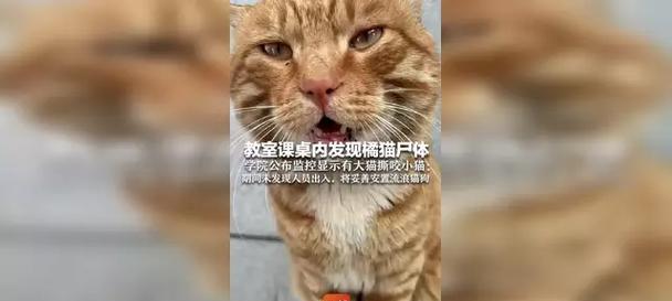 猫咪中毒(以猫咪尸体僵硬为警示) 猫咪中毒(以猫咪尸体僵硬为警示)
