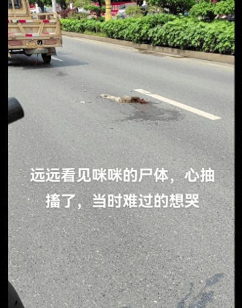猫咪中毒(以猫咪尸体僵硬为警示) 猫咪中毒(以猫咪尸体僵硬为警示)